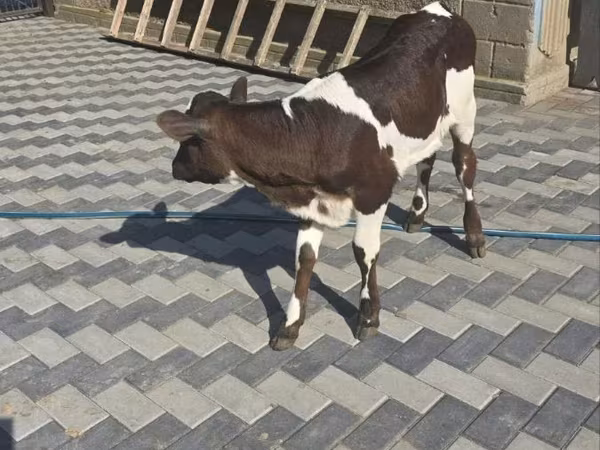 Sigir, Qoramol