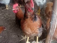 Chickens — Foto 1