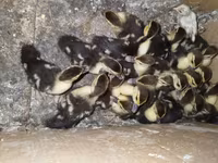 Domestic Muscovy — 1-rasm