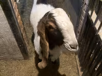 Keçi, Kamori goats — foto 2