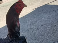 Chickens — Foto 2
