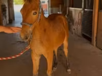 Caballo, Rocky Mountain Horse — foto 7