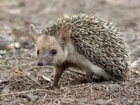 Afrika pigme kirpisi – ev heyvanı - Növ: Atelerix albiventris (Afrika — 照片 1