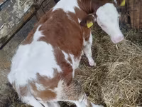 İnək, Simmental cattle — foto 1