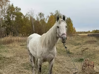 Caballo, Horse breed — foto 2