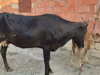 गाय, मवेशी — फ़ोटो 6