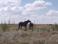 Stute, Kazakh horse — Foto 3