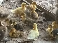 Ducks — foto 1