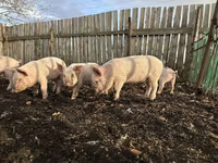 Schweine (Partie, Geschlecht nicht angegeben), Крупная белая — Foto 2