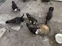 Ducks — 1-сурет