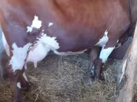 بقرة, Swiss cattle — الصورة 2