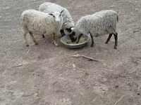 भेड़ें (लॉट, लिंग निर्दिष्ट नहीं), Romanov sheep — फ़ोटो 3