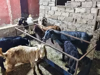 山羊（批次，未指定性别）, Goats — 照片 5