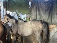 母马, Horses — 照片 1