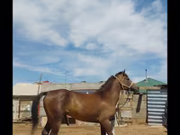 Caballo, Kazakh horse — foto 2