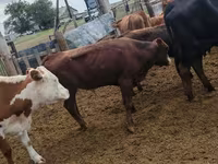 公牛, Kazakh White-headed cow — 照片 5