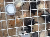 Chickens — Foto 6