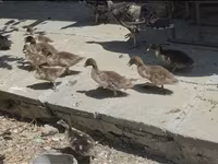 Ducks — الصورة 5