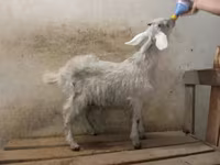 Козел, Nubian Goat — фото 2