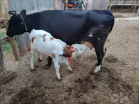 母牛, Simmental cattle — 照片 1