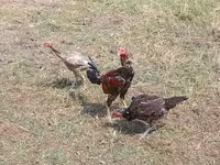 Chickens — الصورة 1