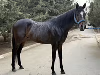 Hengst, Thoroughbred horse — Foto 5
