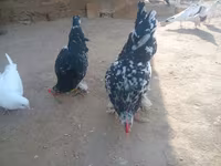 Japanisches Bantam — Foto 6