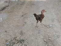 Chickens — Foto 1