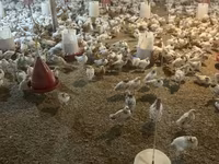 Chickens — 1-сурет
