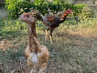 Chickens — الصورة 1