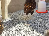 Chickens — फ़ोटो 1