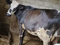 Sigir, Russian Black pied cattle — 1-rasm
