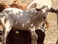 Keçi, Alpine goat — foto 5