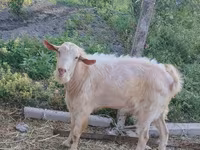 تيس, Saanen goat — الصورة 3