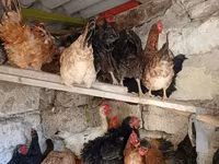 Chickens — foto 5
