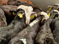 Rinder (Partie, Geschlecht nicht angegeben), Simmental cattle — Foto 5