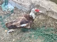 Ducks — फ़ोटो 3