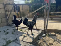 婆罗门鸡 — 照片 1