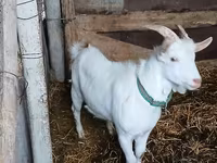 Козел, Saanen goat — фото 3