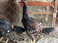 Chickens — foto 2