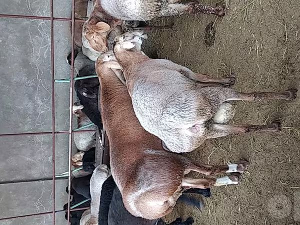Qoyunlar (partiya, cinsi göstərilməyib), Qoyunlar