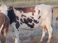بقرة, Simmental cattle — الصورة 3