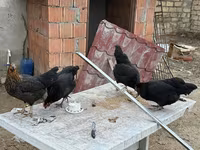 Chickens — 照片 5
