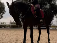 Stute, Friesian sport horse — Foto 3