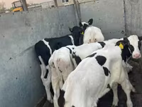 Rinder (Partie, Geschlecht nicht angegeben), Holstein-Rasse — Foto 3