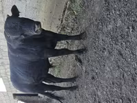 Toro, Ganado vacuno — foto 4