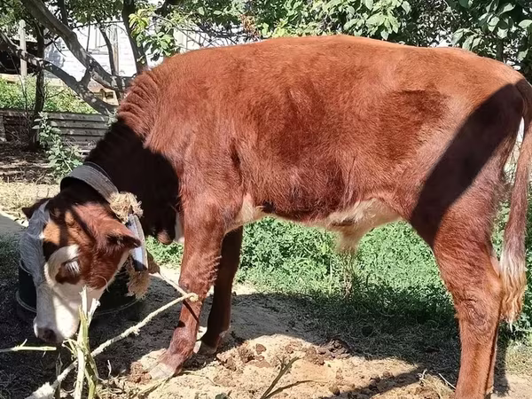 सांड, कजाख़स्तानी सफेद सिर वाली गाय