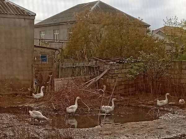Geese