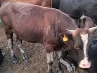Bull, Kazakh White-headed cow — photo 3
