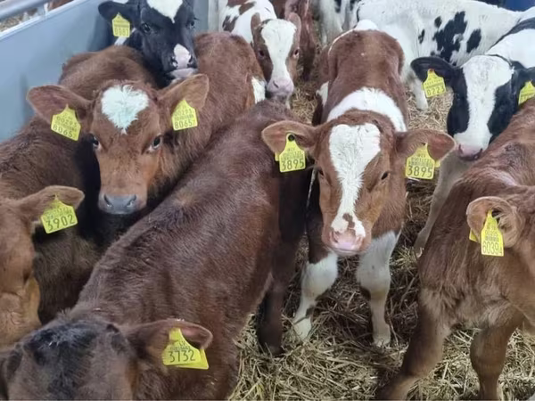 Bulle, Simmental cattle